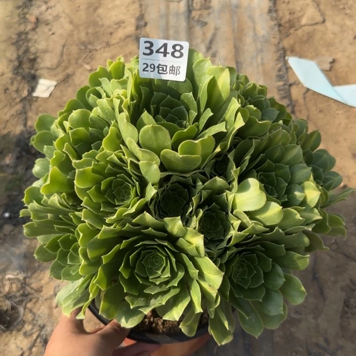 绿羊绒……多肉植物……