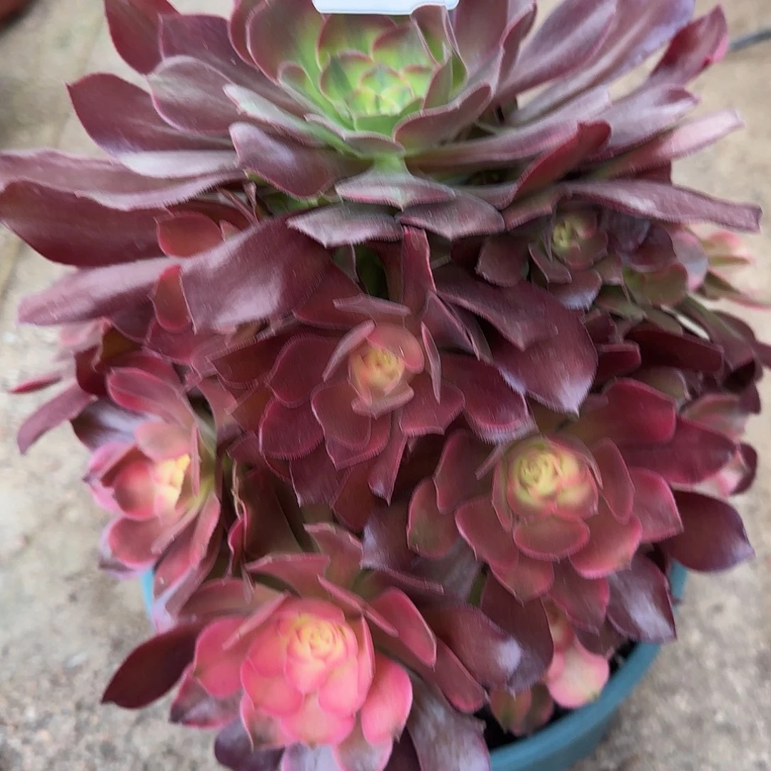 多肉植物雅典娜122