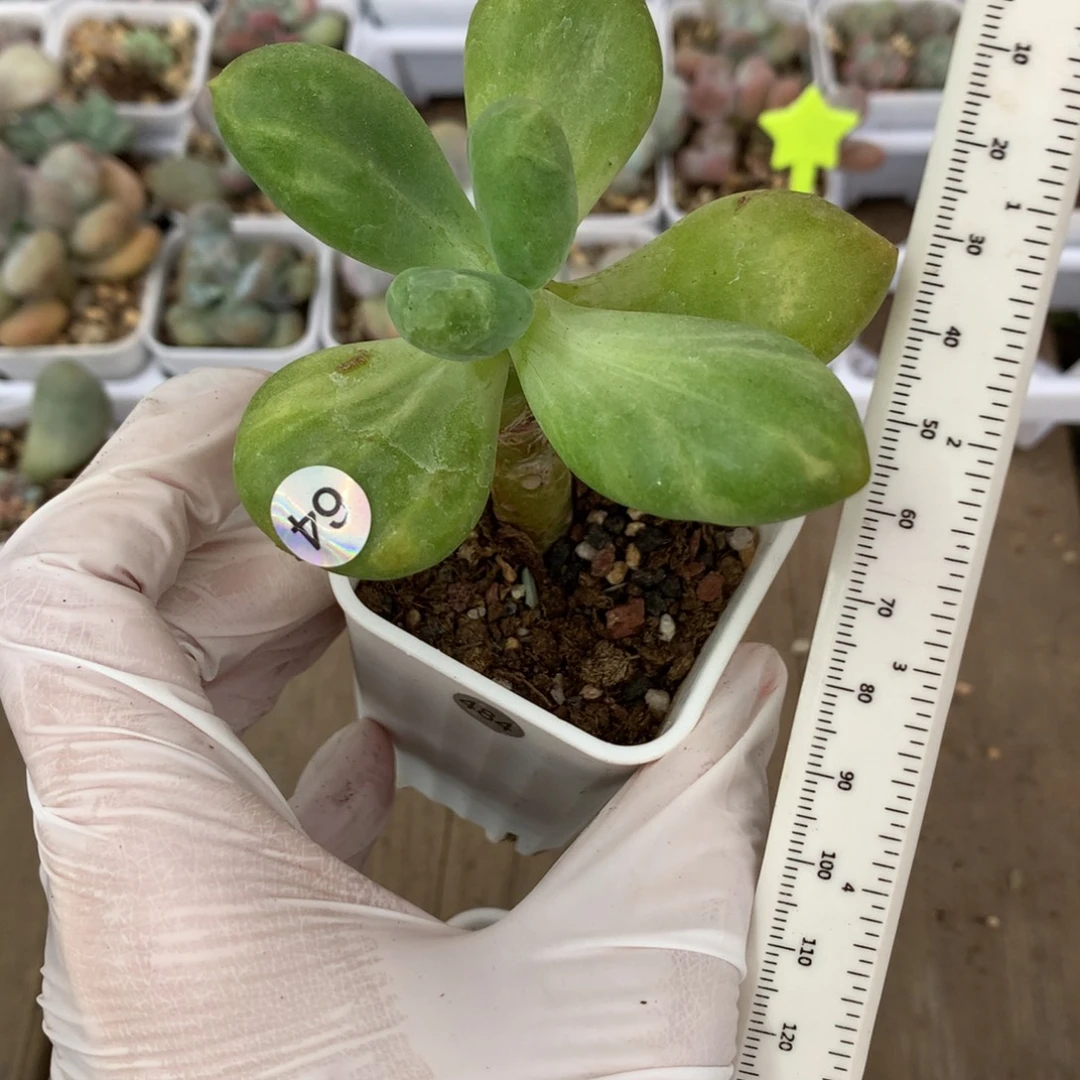 乌里韦亚哈哈哈哈