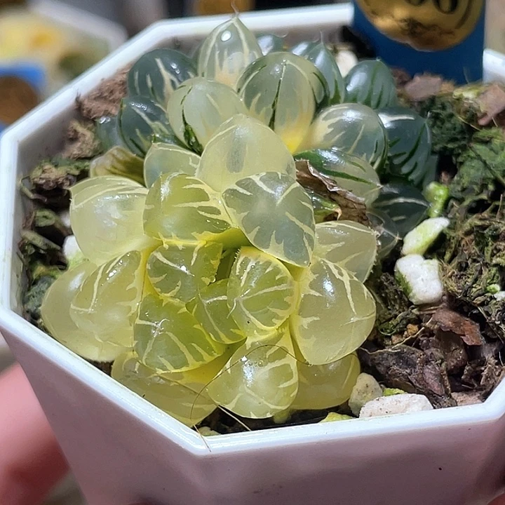 788双头糊斑水中月锦福利