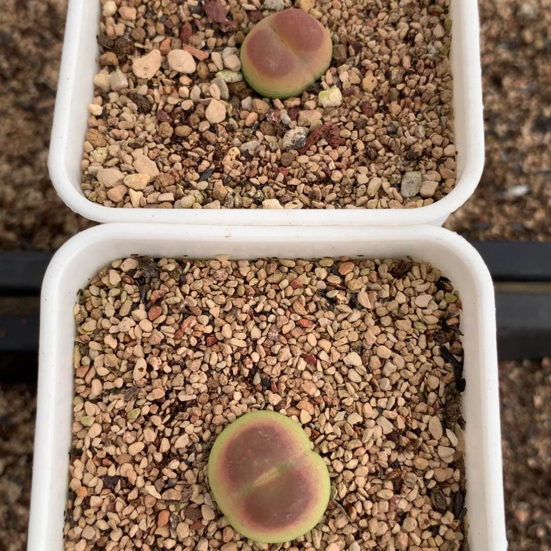 皮****圈796紫皮拉登母本