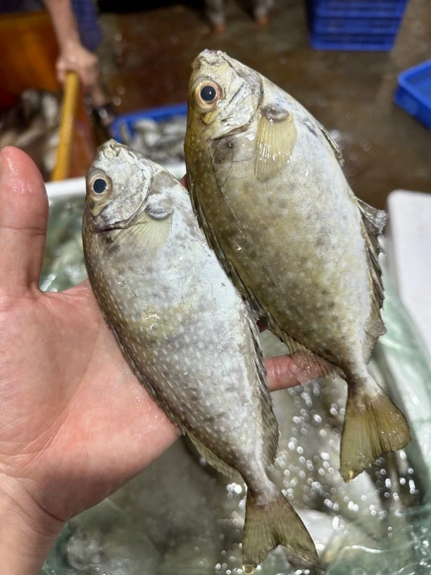 广东湛江 泥猛鱼 帮杀15-20%损耗