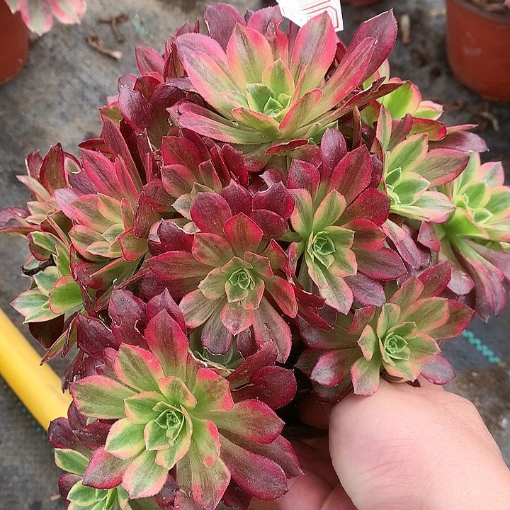 319安娜锦多肉植物