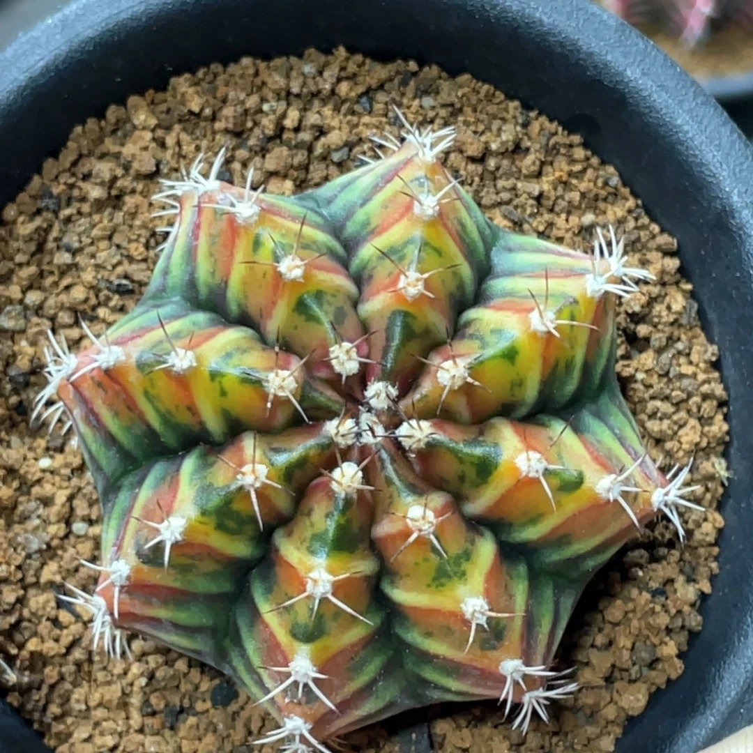 当前无花朵，栽培后可花朵乌贼B