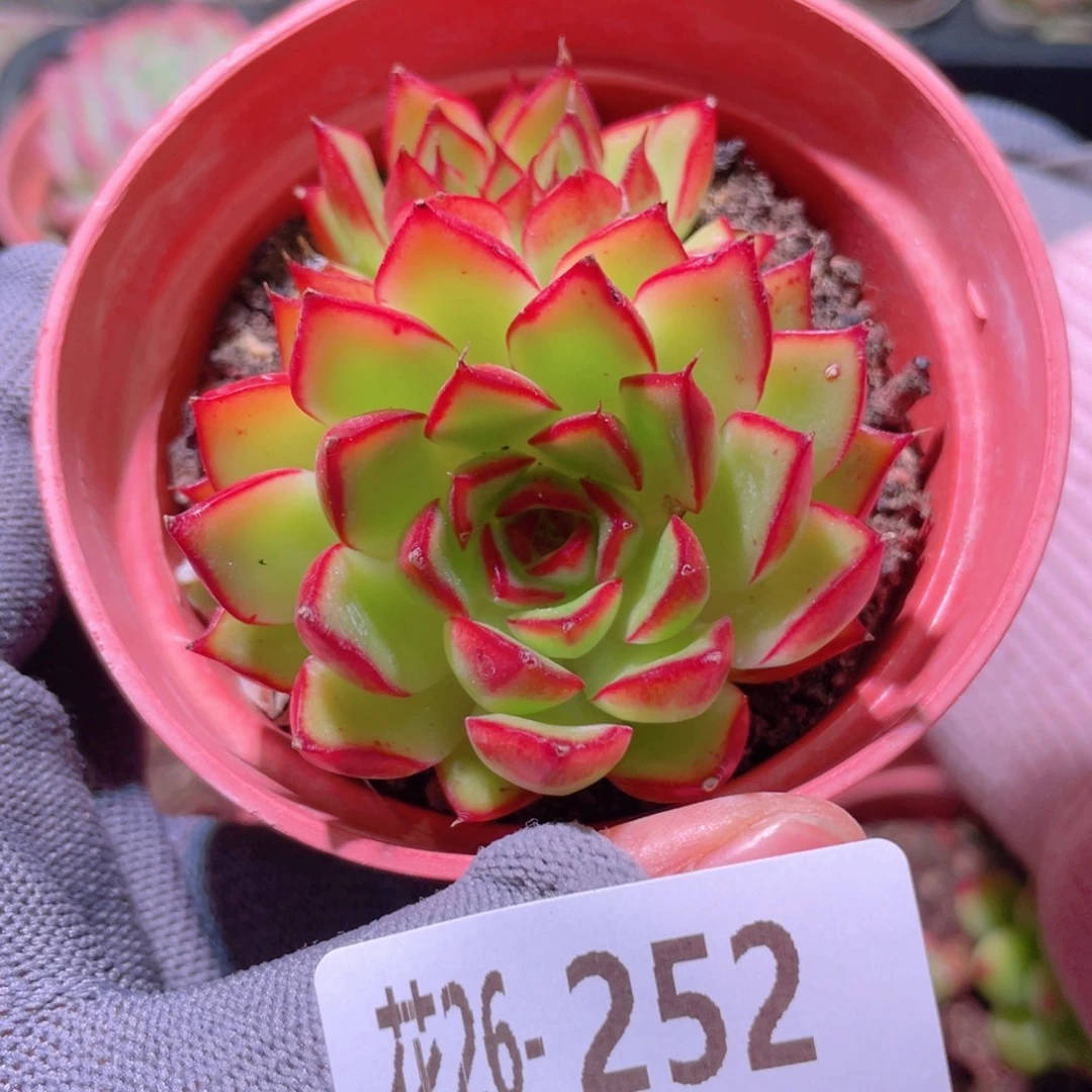 花利美26-252萤火