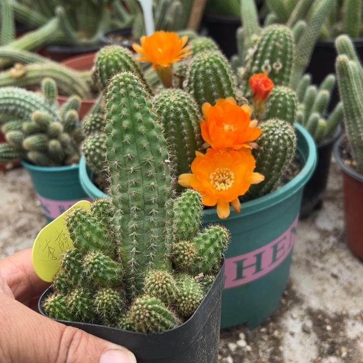 李***薛黄金白檀一颗7方盆