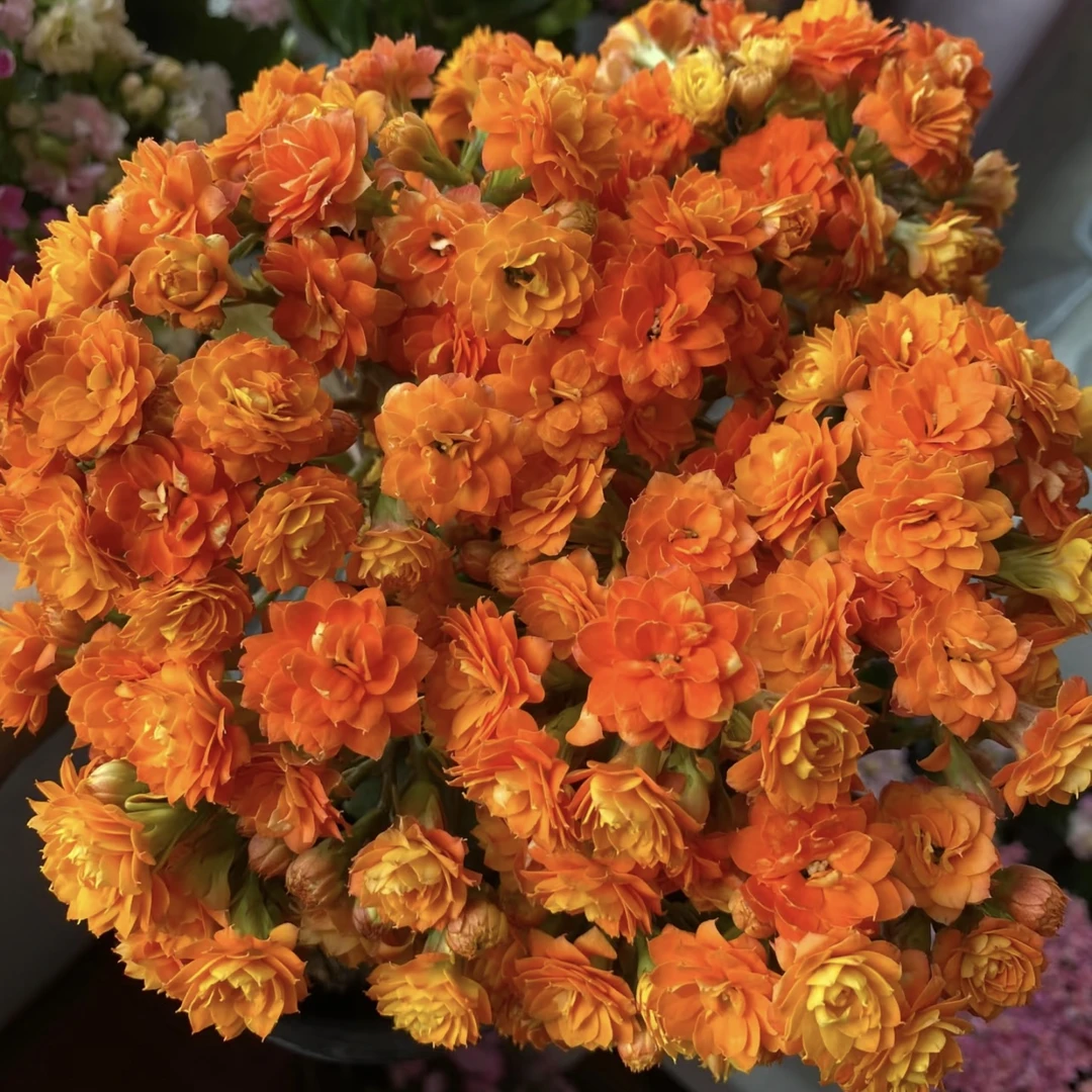 金步摇 长寿带花苞盆栽花卉庭院阳台新手易养护