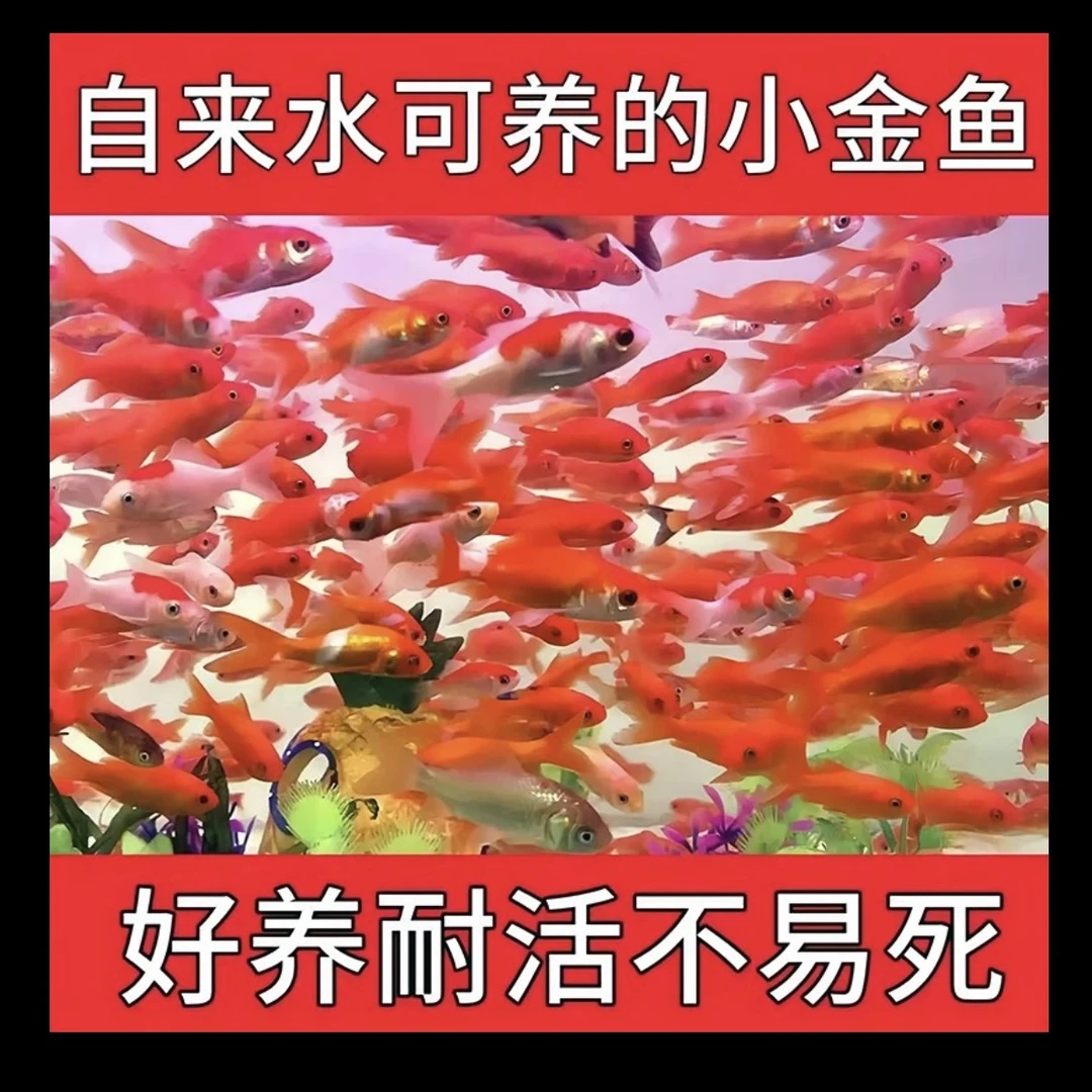 樱花火焰草金鱼保底25条（多彩混色）不指定颜色5-7公分