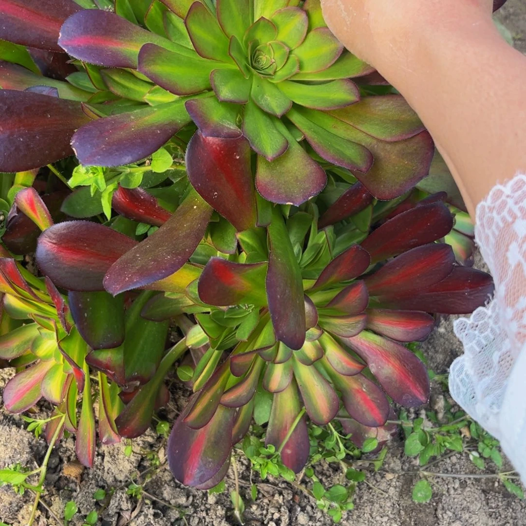 303多肉植物一物一拍