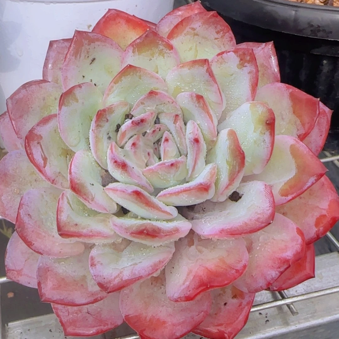 【闪购商品】雪夜王子