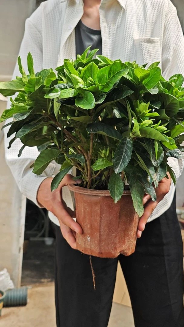 栀子花盆栽室内绿植四季开花浓香型带花苞好养吸甲醛