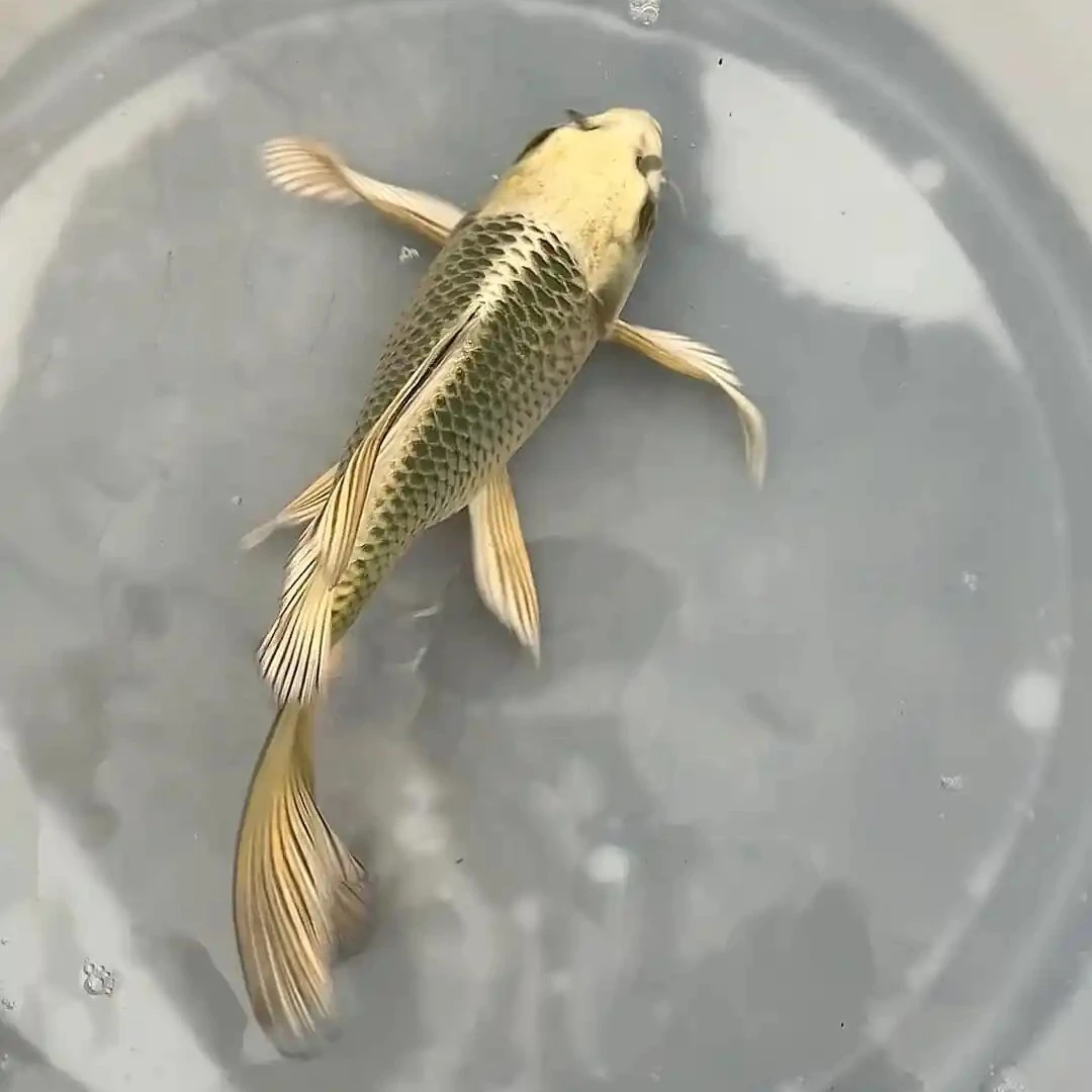 精选蝴蝶鲤冷水观赏鱼大鳍大尾好养耐活鱼苗