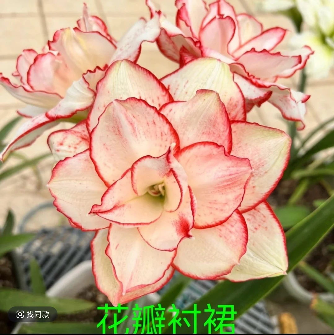 花瓣衬裙）朱顶红种球6-8厘米