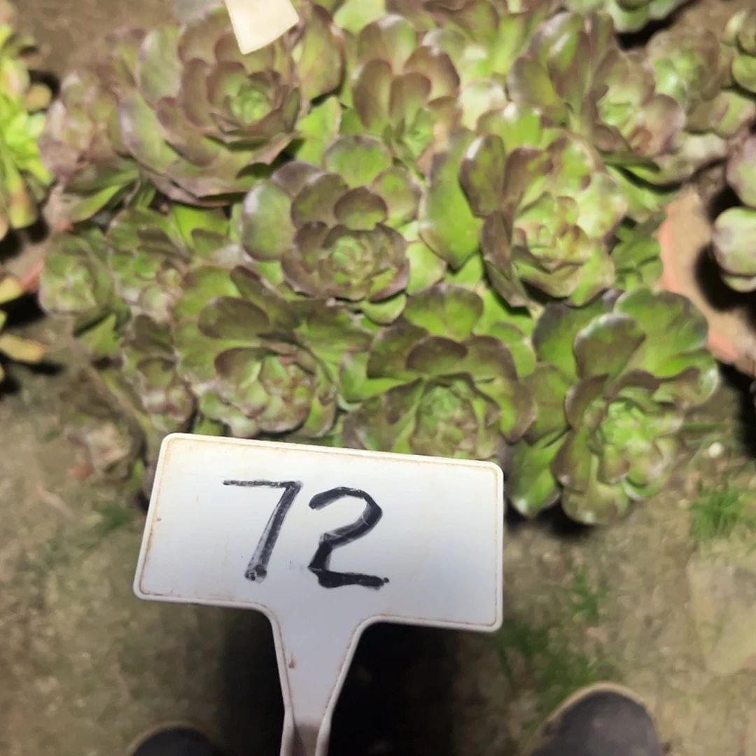 多肉植物梅金法师72