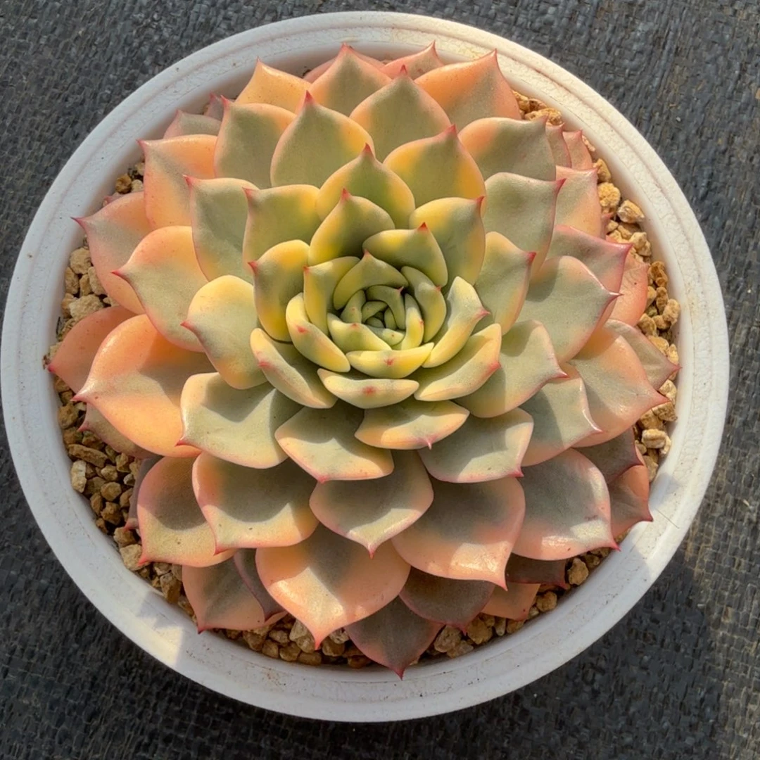 粉艾丽卡锦锦上园艺一物一拍