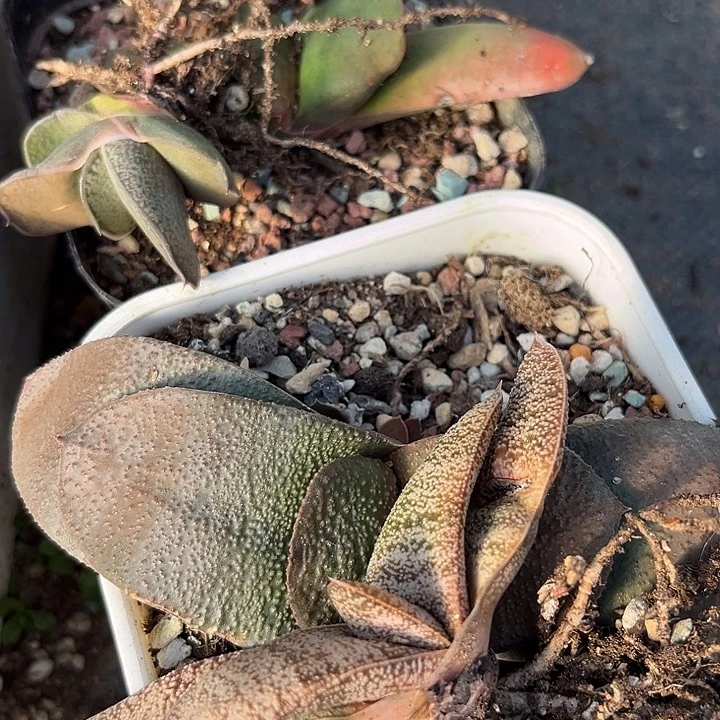 用****8脱土发货1111111111