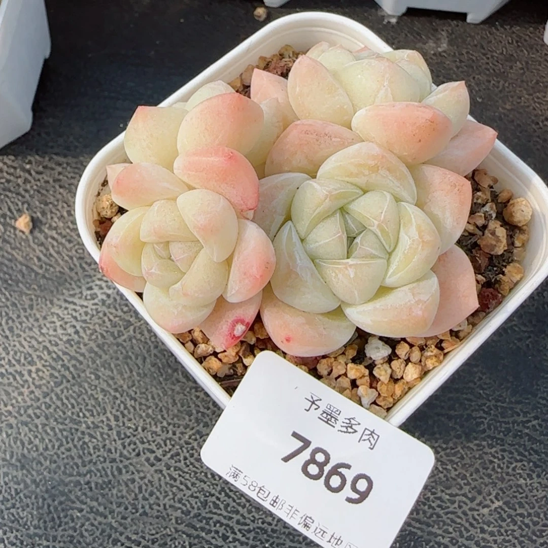 冰玉无砍，7869多肉植物