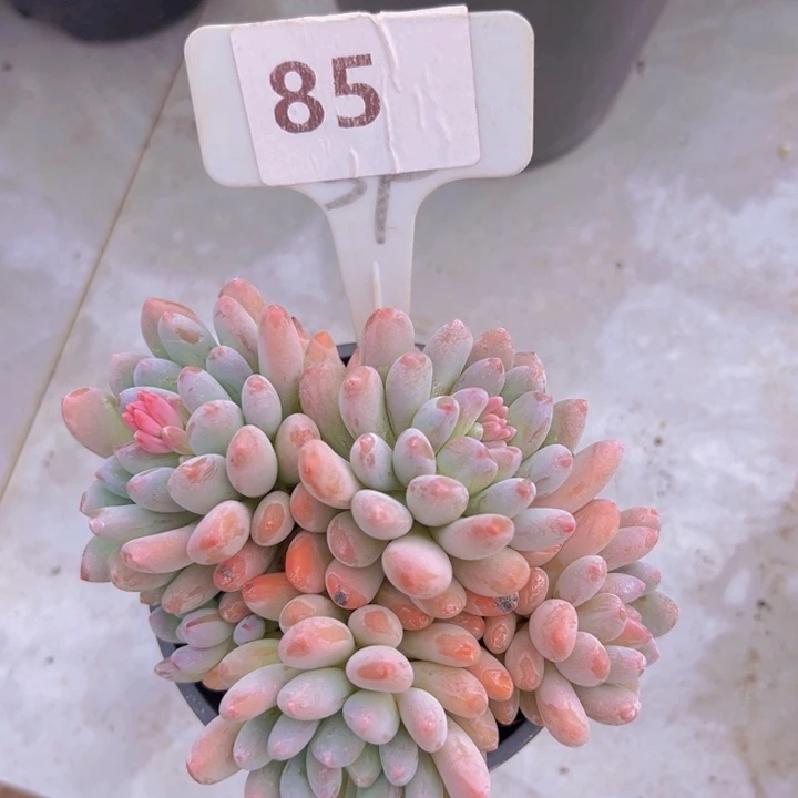 健健康康平平安安