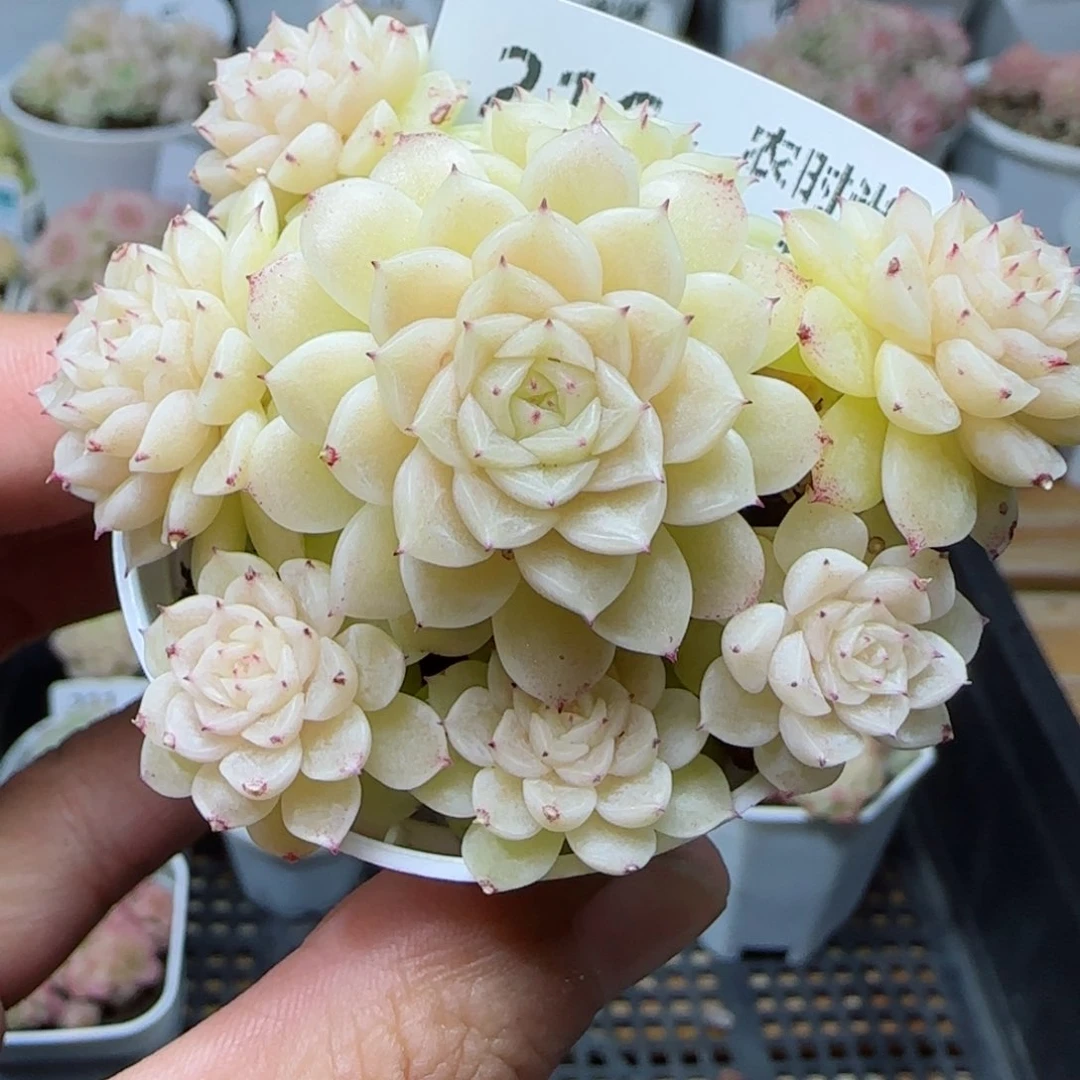【闪购商品】0226-216（m1-252-2）