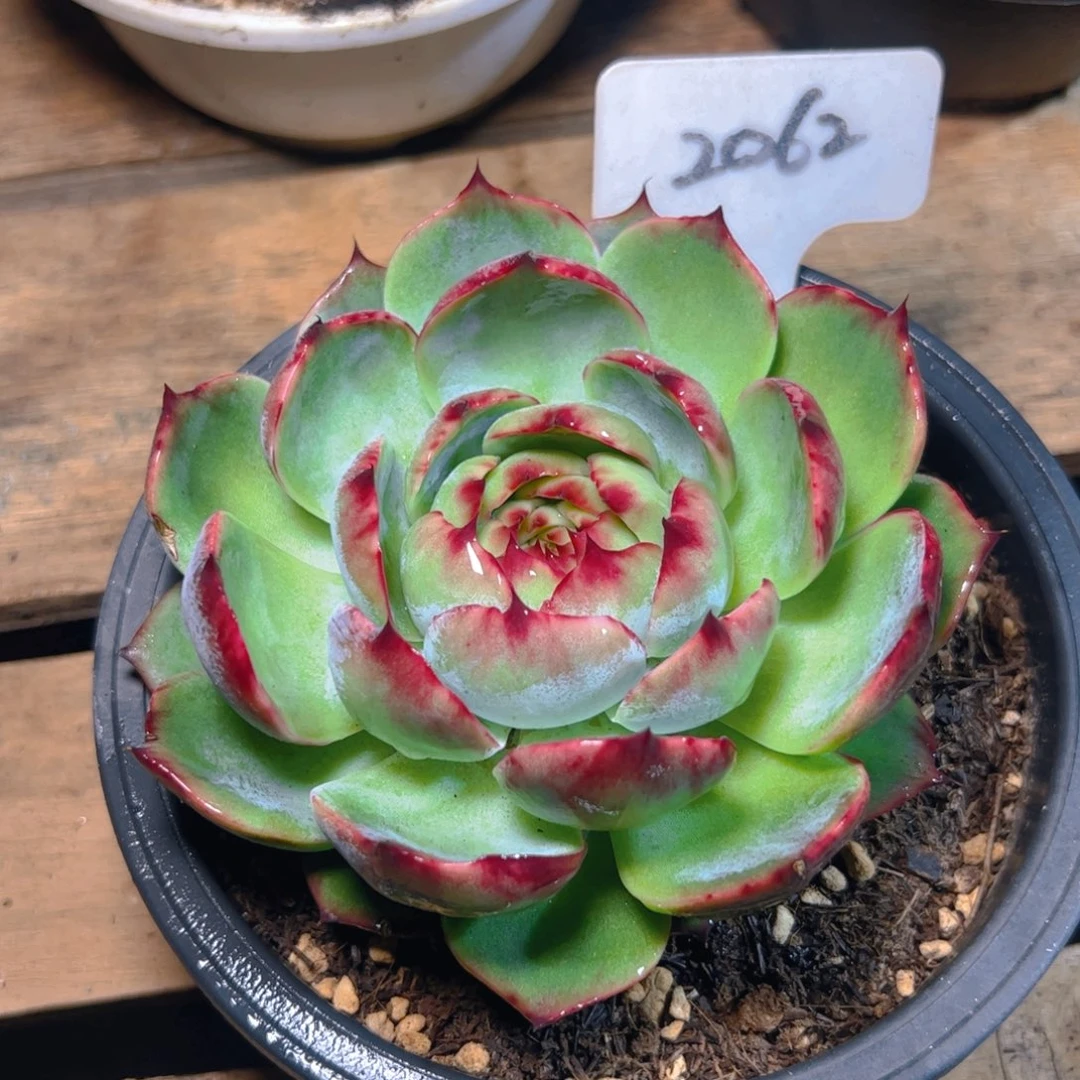 惊鸿仙子一物一拍2062号