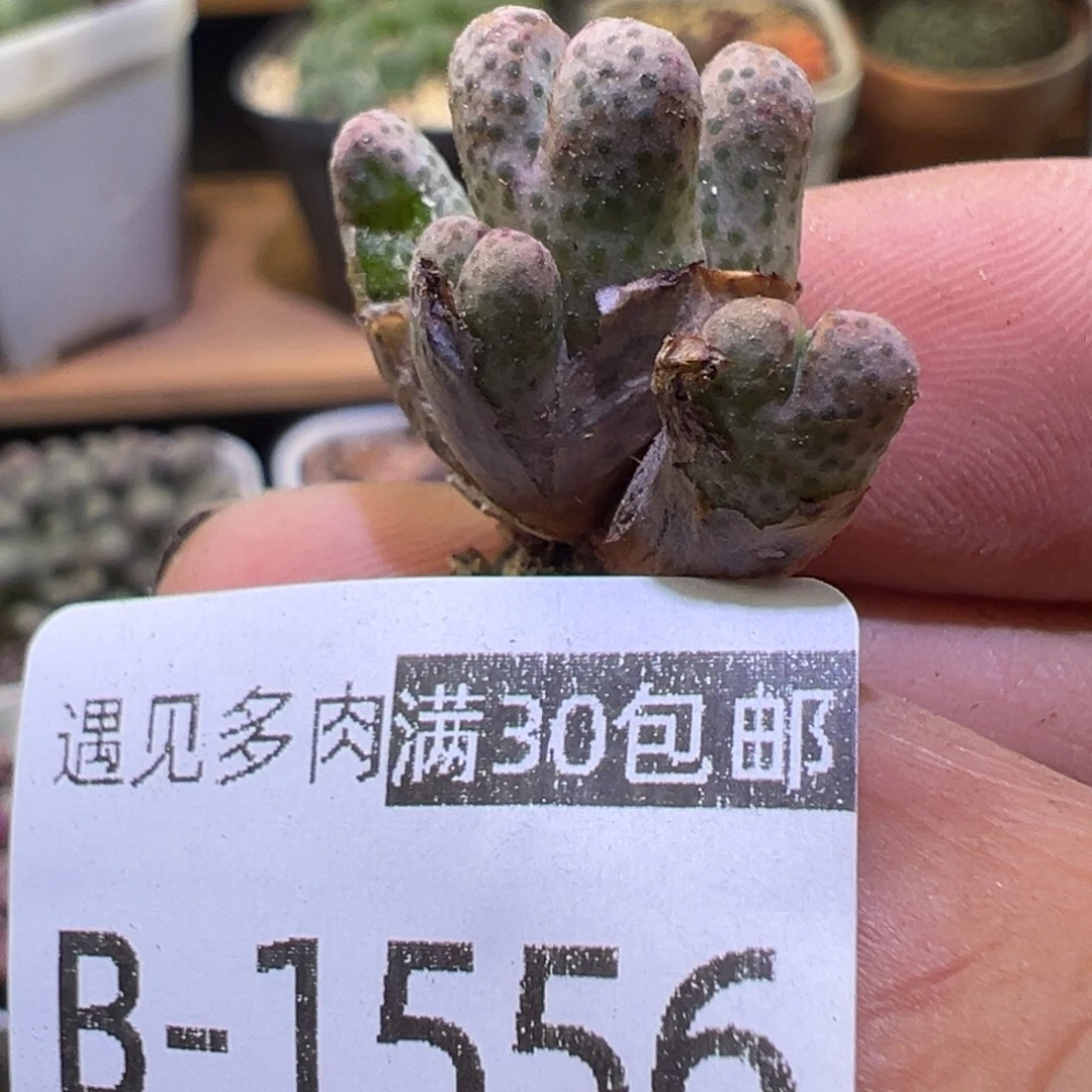 多肉植物111111111111