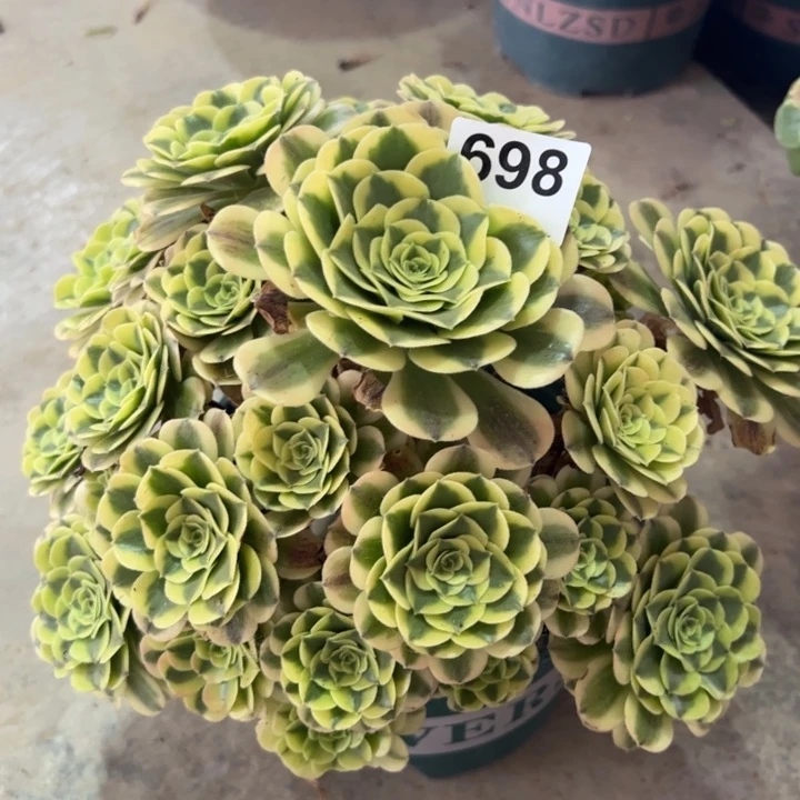 698绿豆沙30厘米左右