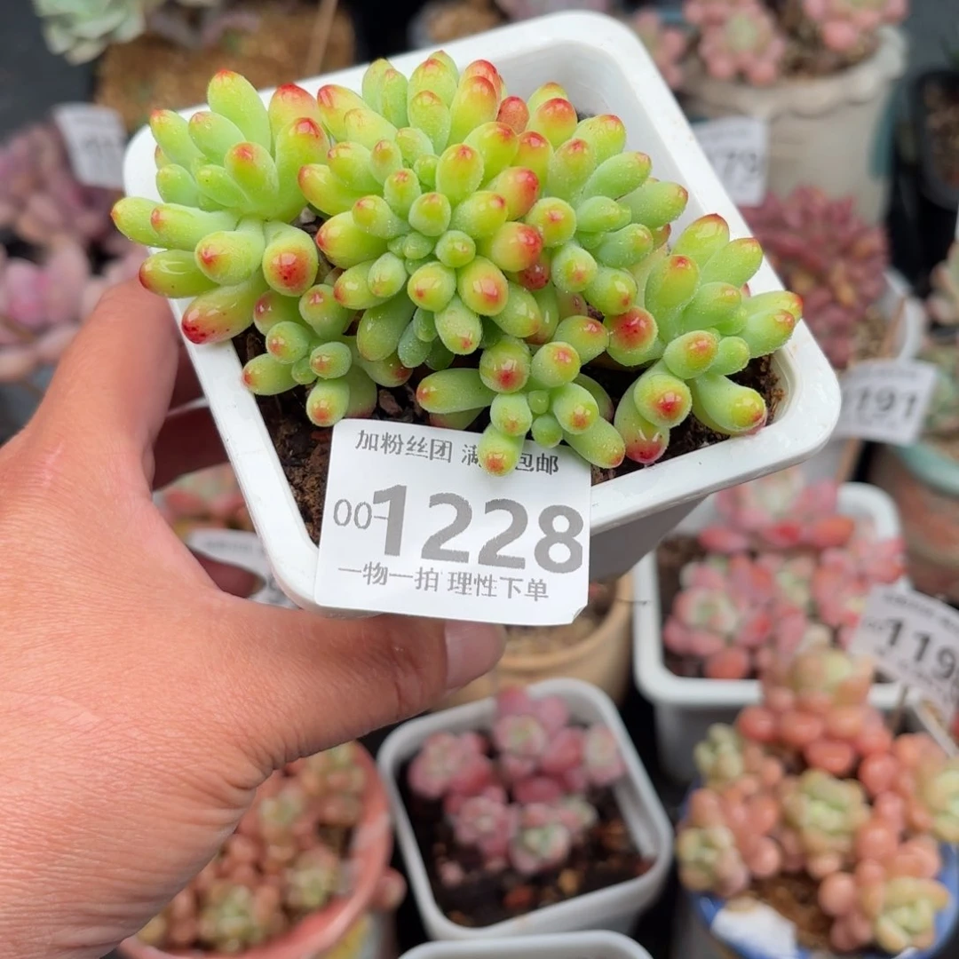 果冻乙女心多肉多肉