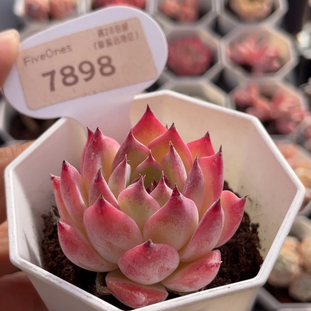 吉娃娃7898-4.5厘米