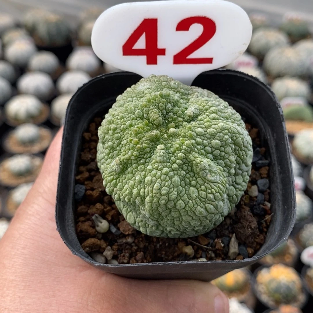 42凝体玉福利来啦