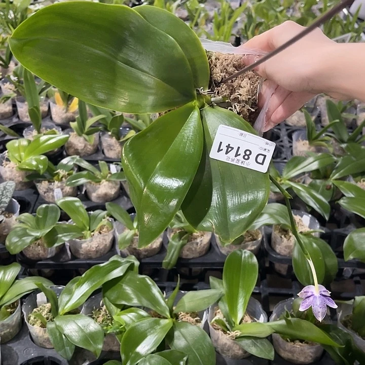安***平无花朵蝴蝶兰原生种3.5
