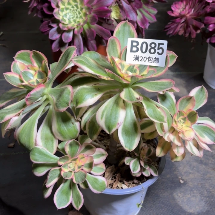 瑞妈一物一拍085
