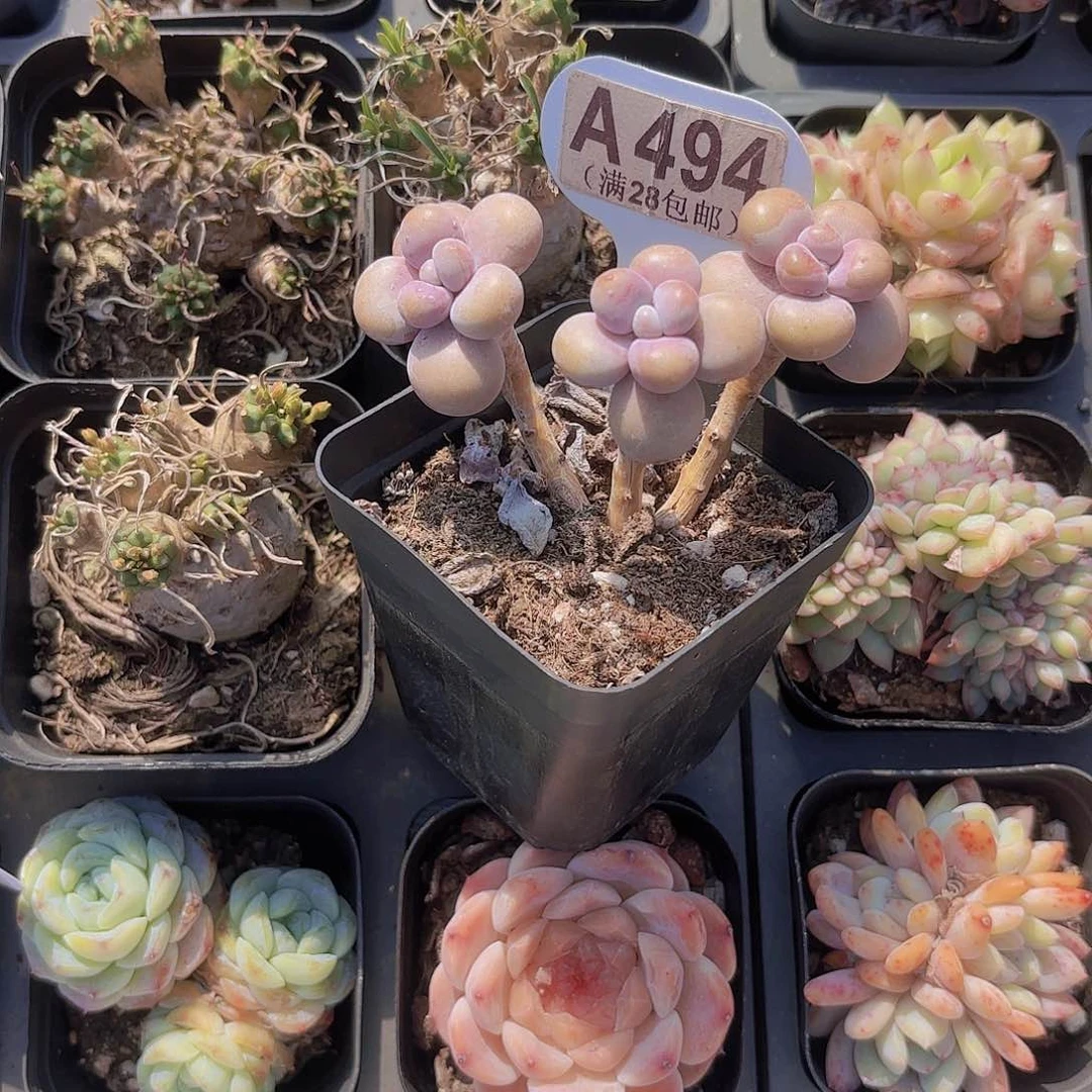 A494腰子蛋一物一拍