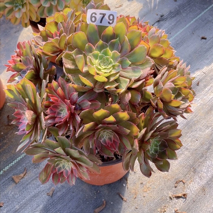 679老庄多肉法师黑墨镜