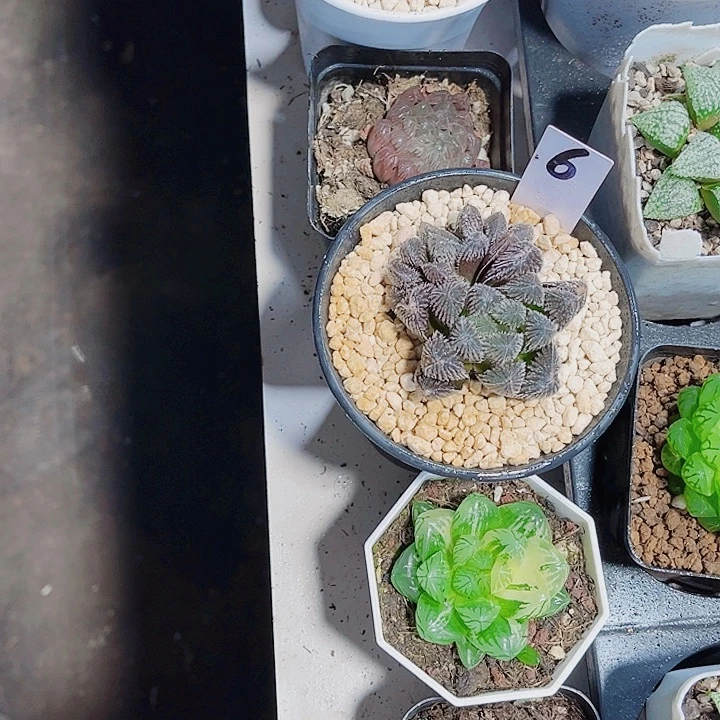 雨露全套精品十二卷