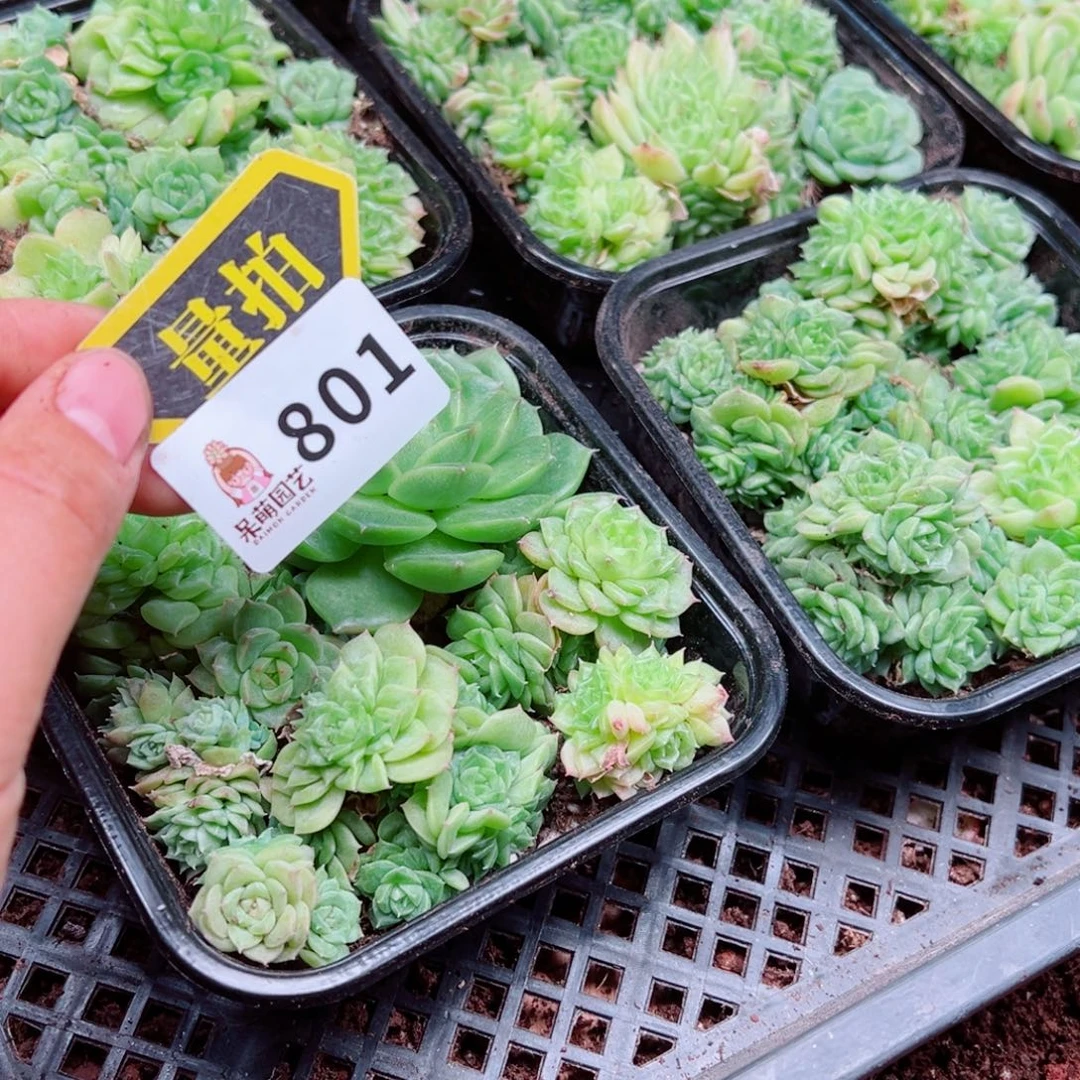 多肉植物多肉植物