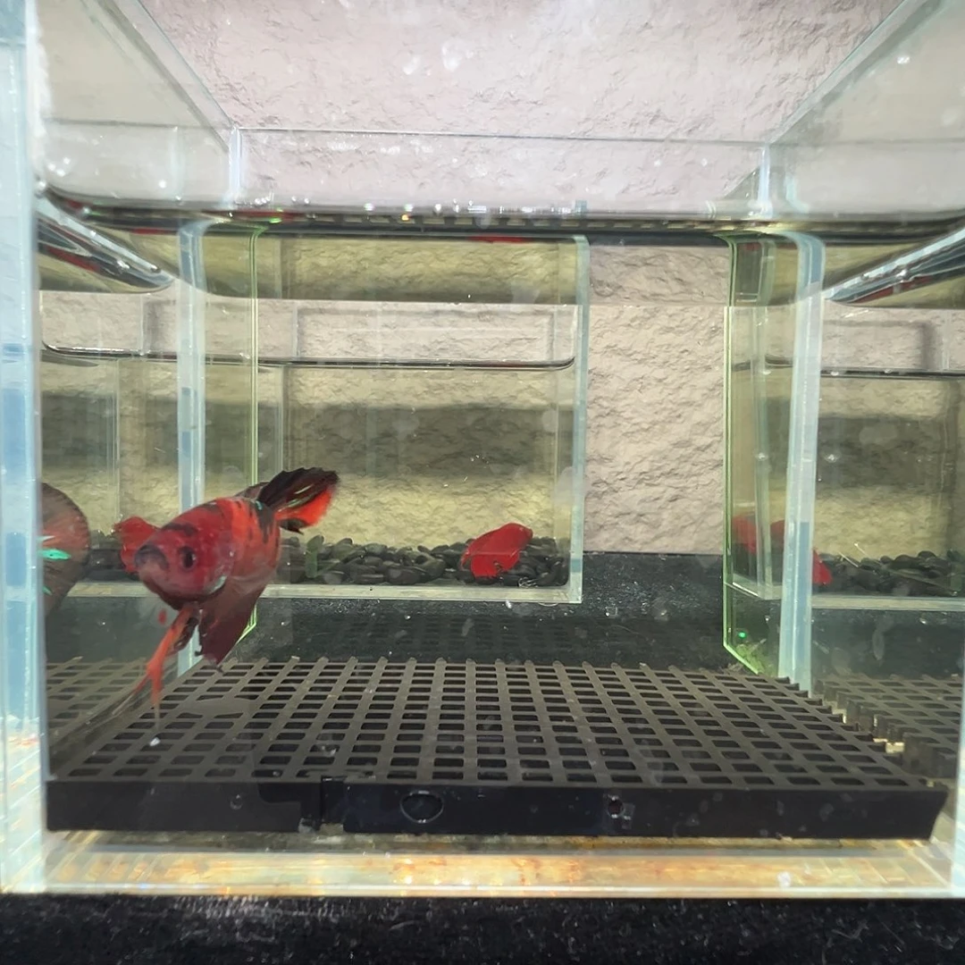 斗鱼阿浩泰斗22日27