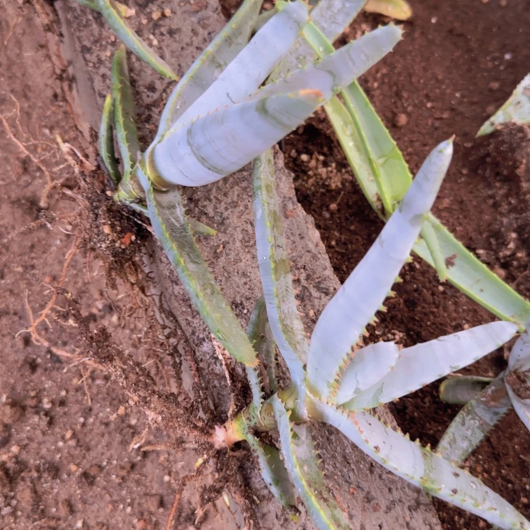 块根植物块根植物