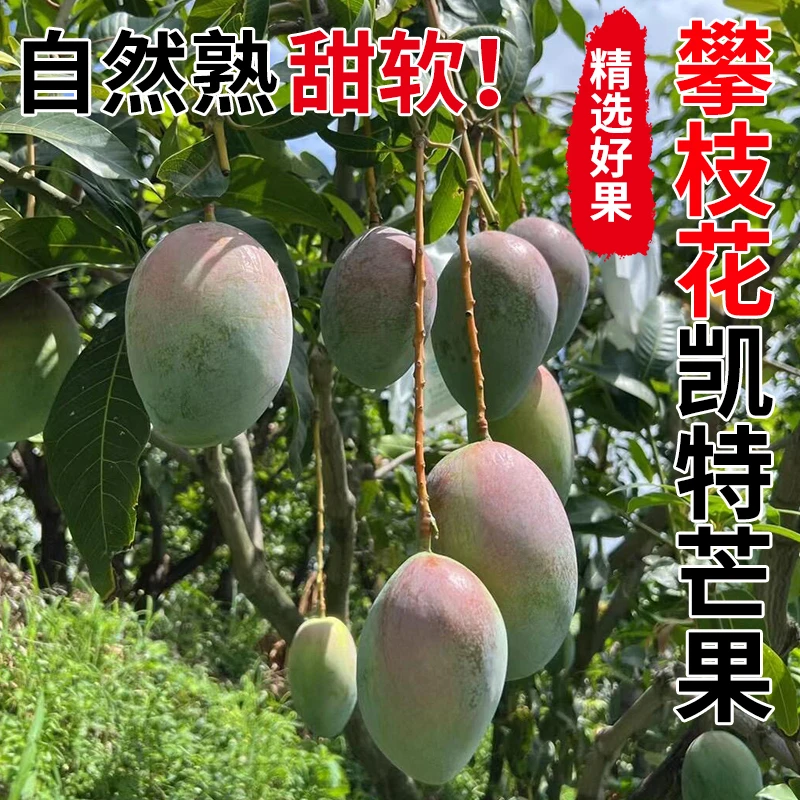 产地直发四川攀枝花凯特芒果核薄皮薄无丝新鲜多汁爆甜当季水果、