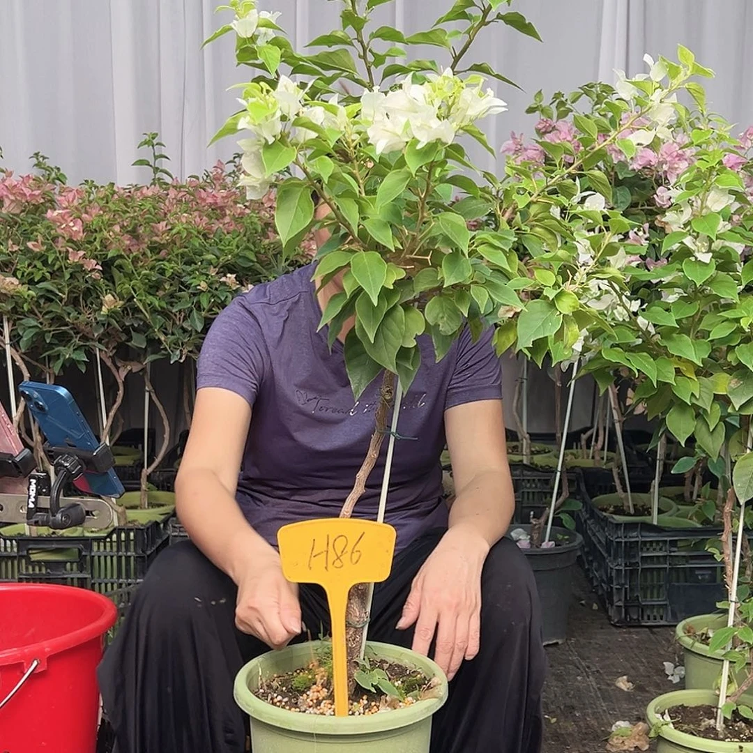 深***风当前无花栽培后可以开花H86白狐狸