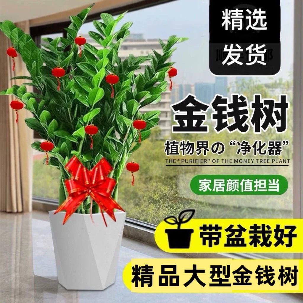 金钱树大盆栽植物60-70CM高档盆栽室内客厅钱绿植花盆懒人好养活