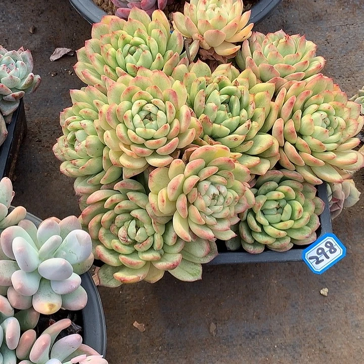 298 一物一拍多肉