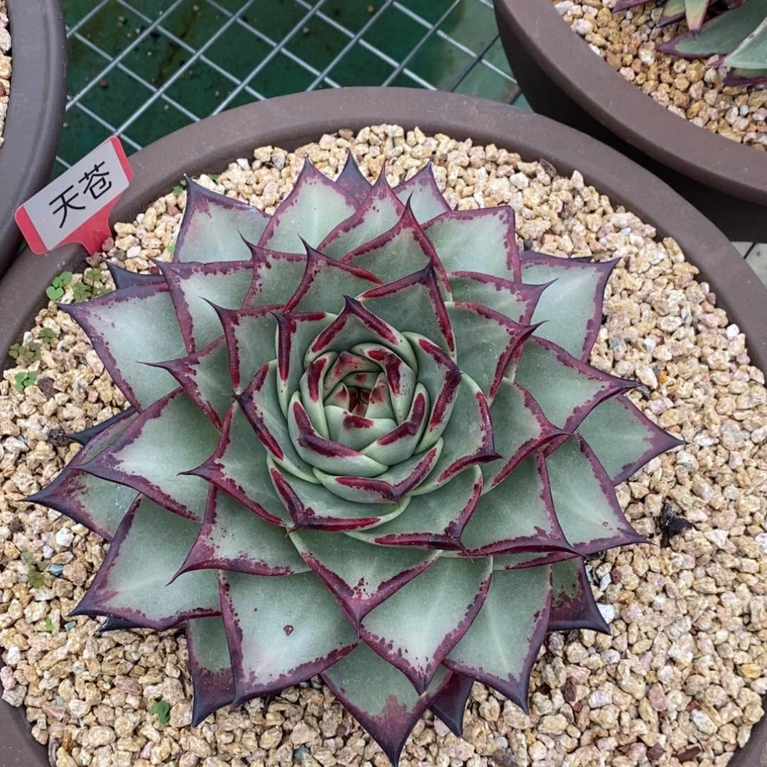 最****S天仓B-25.10.7