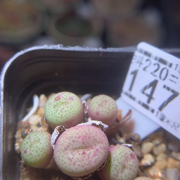 精品生石花220.147