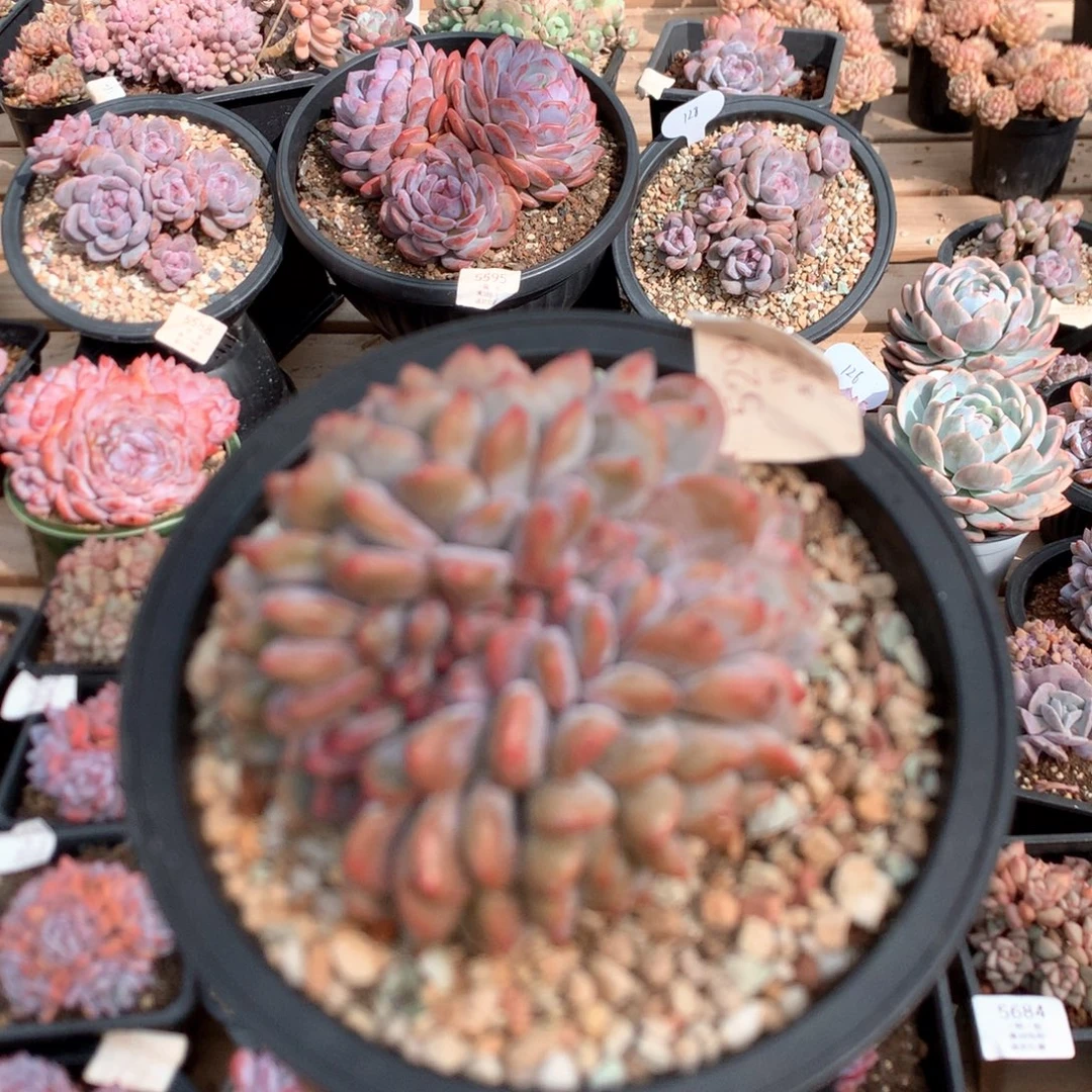 10厘米有砍石榴籽缀 鸡腿桩 5291