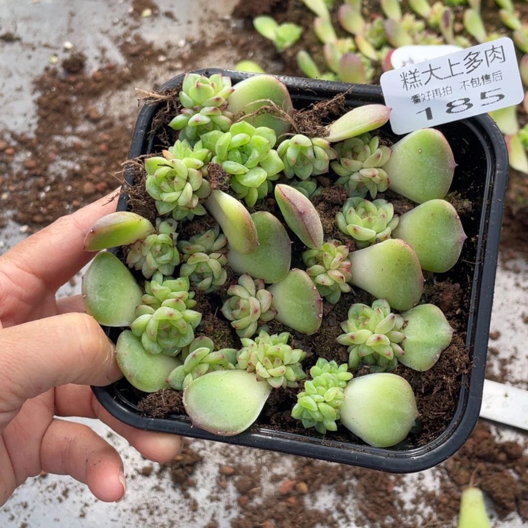 糕大上多肉植物185