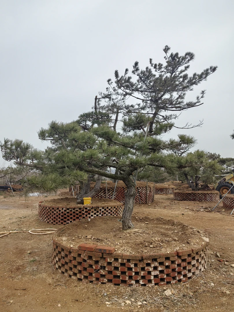 精品黑松迎客 临水 主景  过门