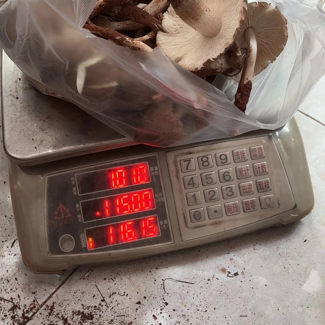 悠***刘云南小表妹野生菌代购中国大陆