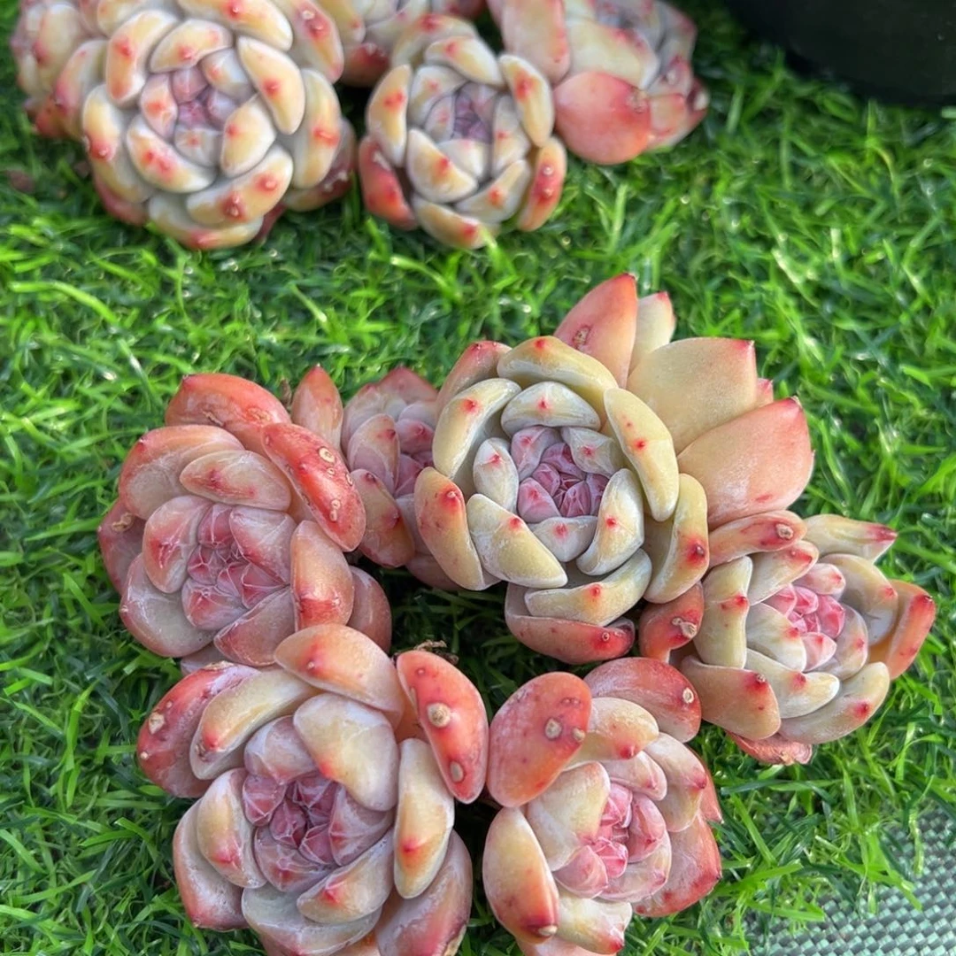 啊石榴籽星影小树福利三颗