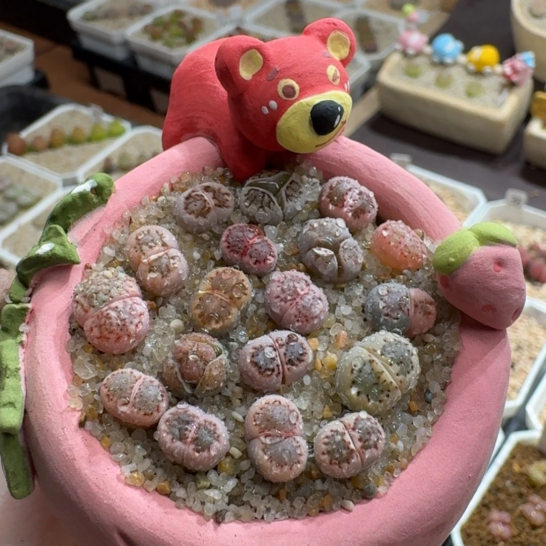 0923-008连盆带花菊彩套