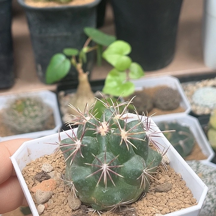 瘤玉属小球实生球